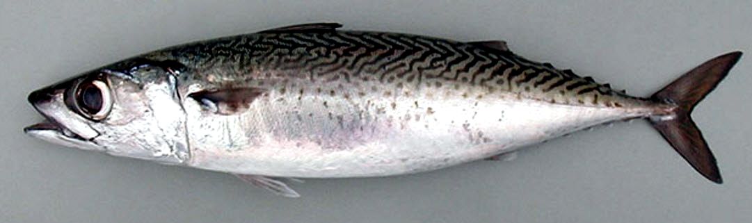 Scomber colias_06.jpg